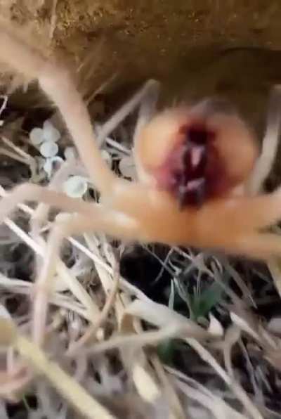 Camel Spider squealing