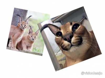 congratulations, you’ve made it to FLOPPA FRIDAY