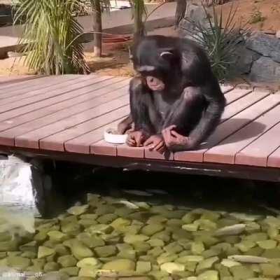 Monkey feeding the fish