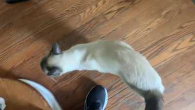 Pete lets me know when he's ready to go see his bff for a playdate.