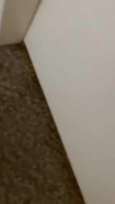 Foster kittens want to come out and explore!