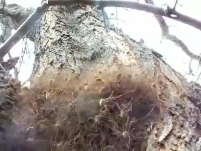 Do you like spiders as much as I do?