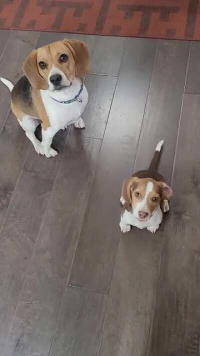 Bouncing Beagle!