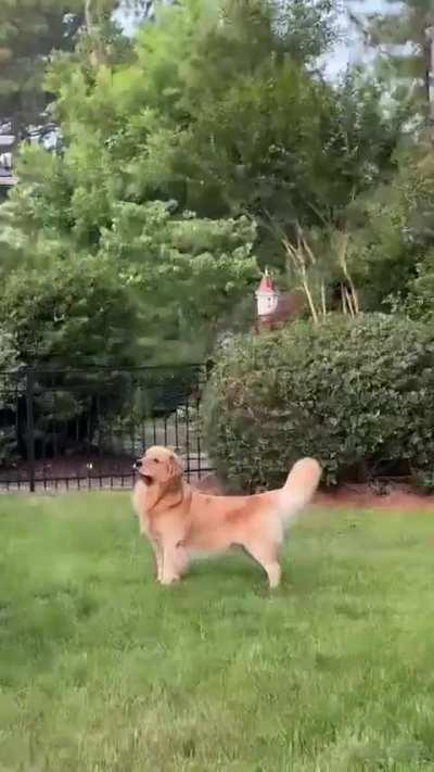 100% golden 0% retriever