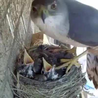 Young birds think mother has arrived to feed only to be kidnapped.