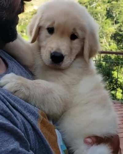 All Dog Dads After Getting A Pet They Didn't Want