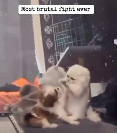 Looks like every Floyd Mayweather fight I’ve ever seen 😂