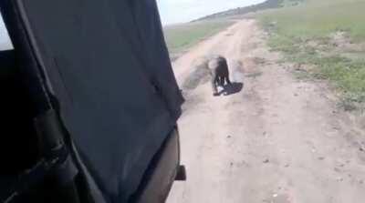 Rangers succeed in getting a lost baby elephant to chase their vehicle for 3 kilometers until reunited with its mother