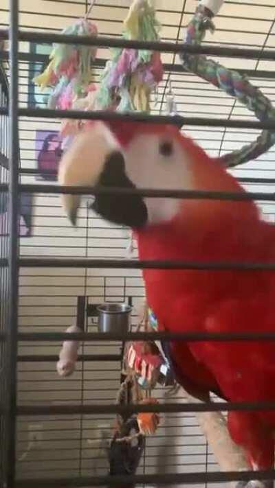 She learned to do the partyparrot move!