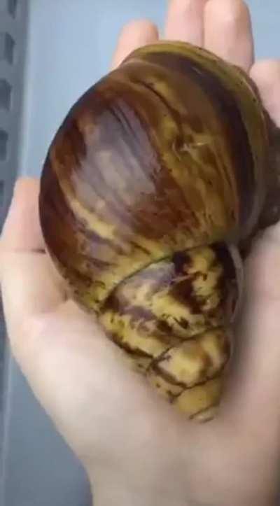 🔥 From peanuts to a big boy