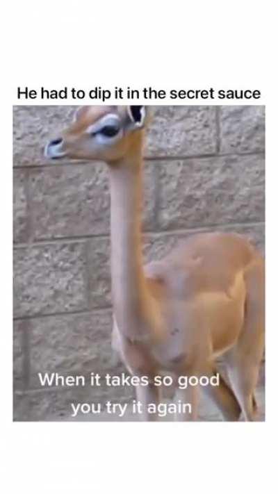 How most herbivores eat