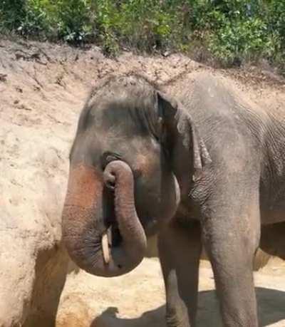 How an elephant rubs its eye