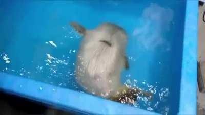 Smol seal first swim