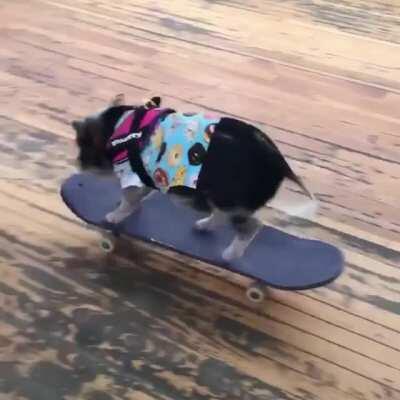 Fluffy has been training and he's almost ready for the skatepark