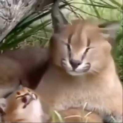 Kitten bliss (sound on)