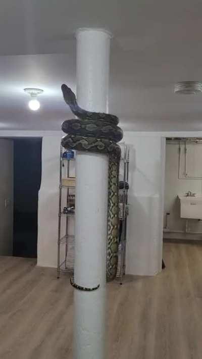 retic on a pole