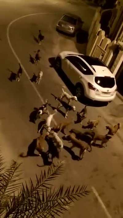 Street dog calls for backup to finish off a cat