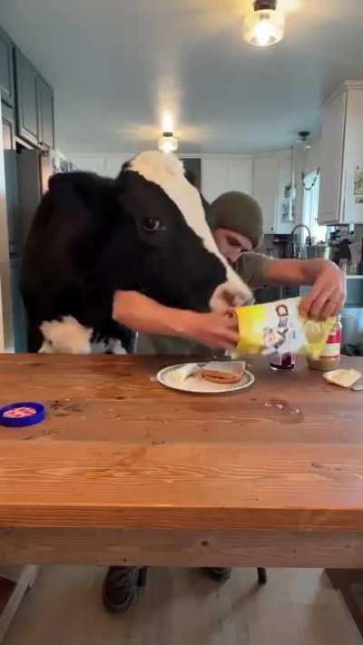 Peanut butter bovine time