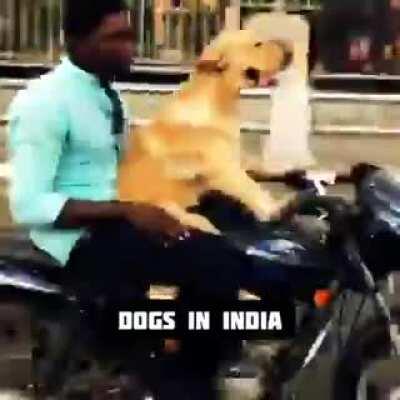 DOGEs are chad in India