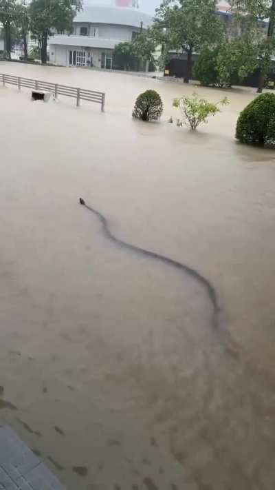The size of this snake in Thailand flood