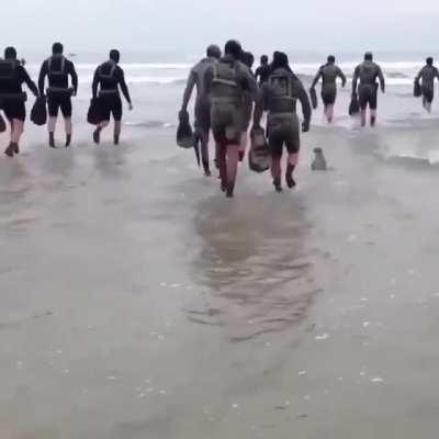 A baby sea lion trying to tag along with the Navy SEALs