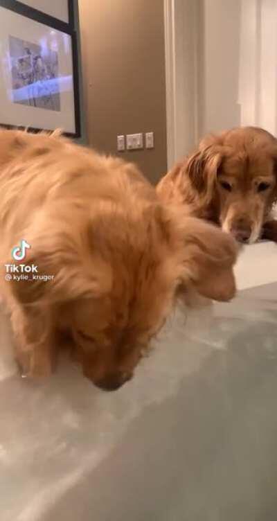 Dog discovering how to blow bubbles