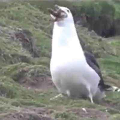 These flying bastards