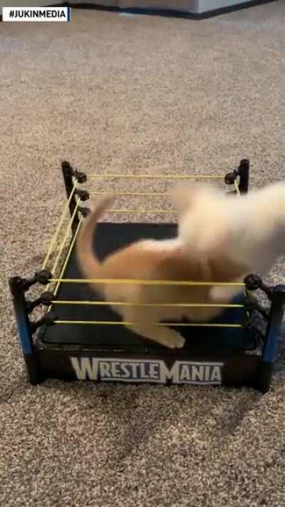 Wrestlers having Fight of the day