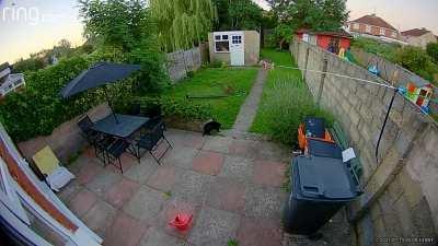 Fox broke my new bird table and then tried it with that cat.