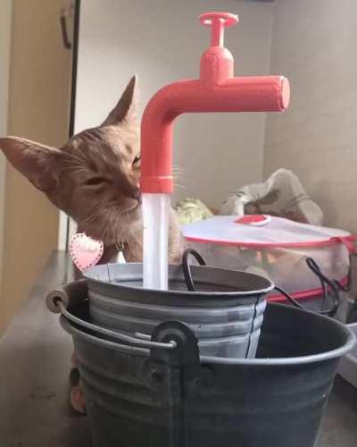 I created and printed a floating faucet and my cat loves it.