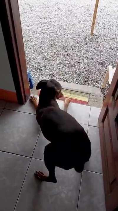 You want to see my dancy dance