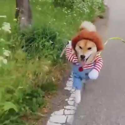 Thanks I hate Shiba Chucky