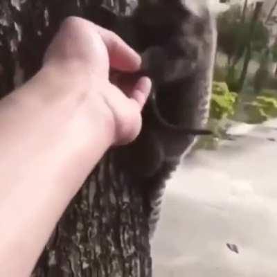 Man rescues a baby Lion Tamarin and returns to to it's anxious mother.