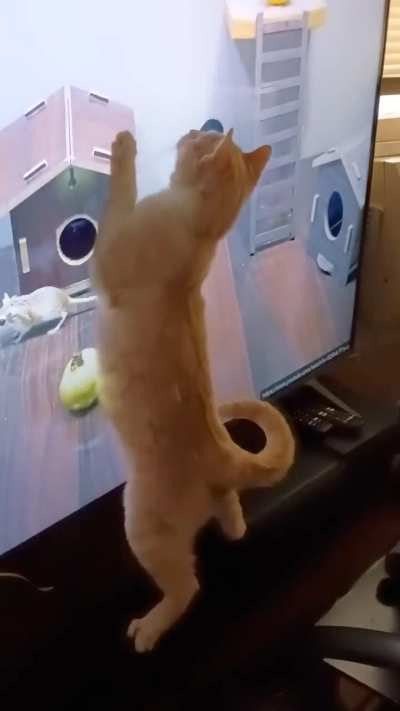 Favorite TV show Nutmeg and Houdini