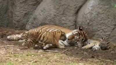 Eventually they all come to Mommy