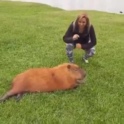 CarELeSs WOmaN ApPROaches wIld AnImAL