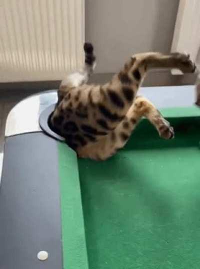Step cat gets pounded on the billiard table