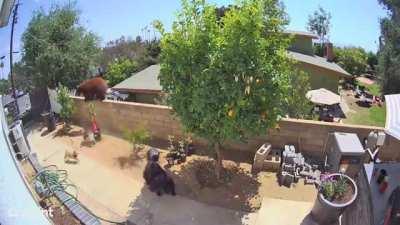 Mama protecting her babies