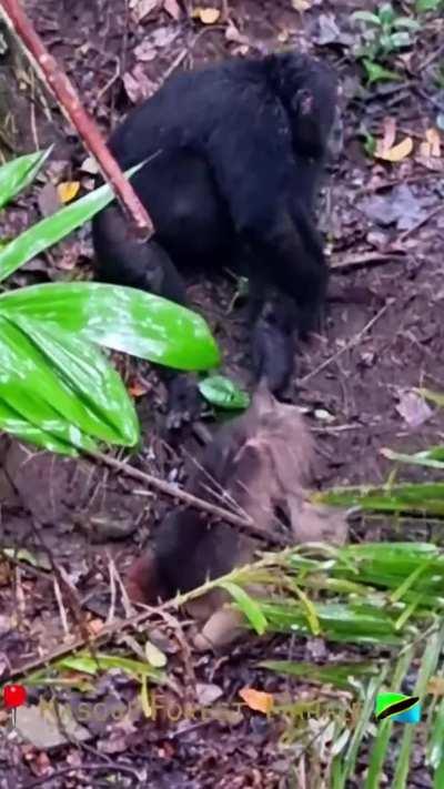 Body slam to elbow Snap #apes together strong