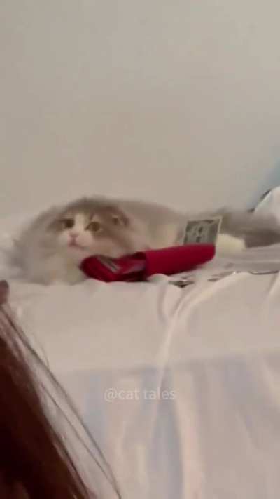 Cat caught doing something bad