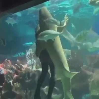 dancing with a shark?
