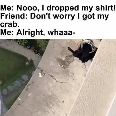 I present you, the perfect pet!