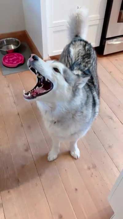 I heard you love Huskies! 😂