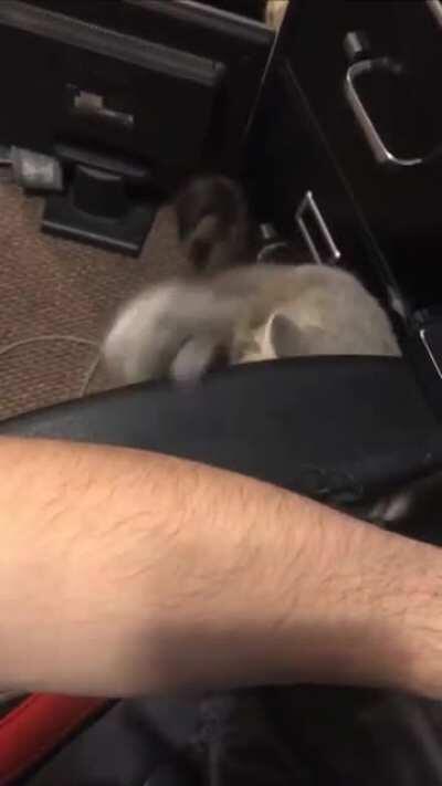 When your girl wants attention.