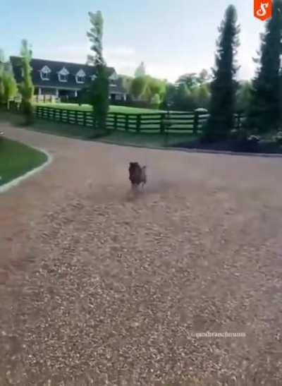 A tiny Horse Having Lots of Fun