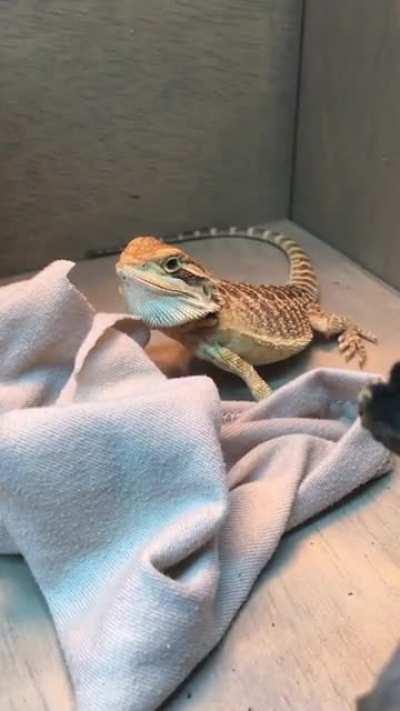 Is this normal shedding behavior?