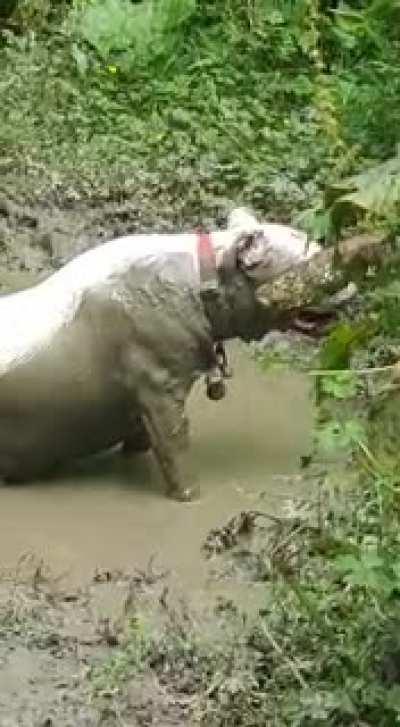 I believe she's part hippo