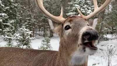 This adorable deer munching on a carrot