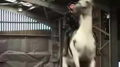 Motion Capture for horses.