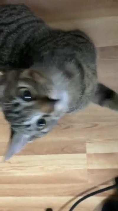 My parents recently adopted a three-legged cat. He&rsquo;s adorable, you can&rsquo;t change my mind!